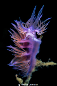 Flabellina affinis_August 2026
(CanonRF100,1/200,f11,iso... by Antonio Venturelli 